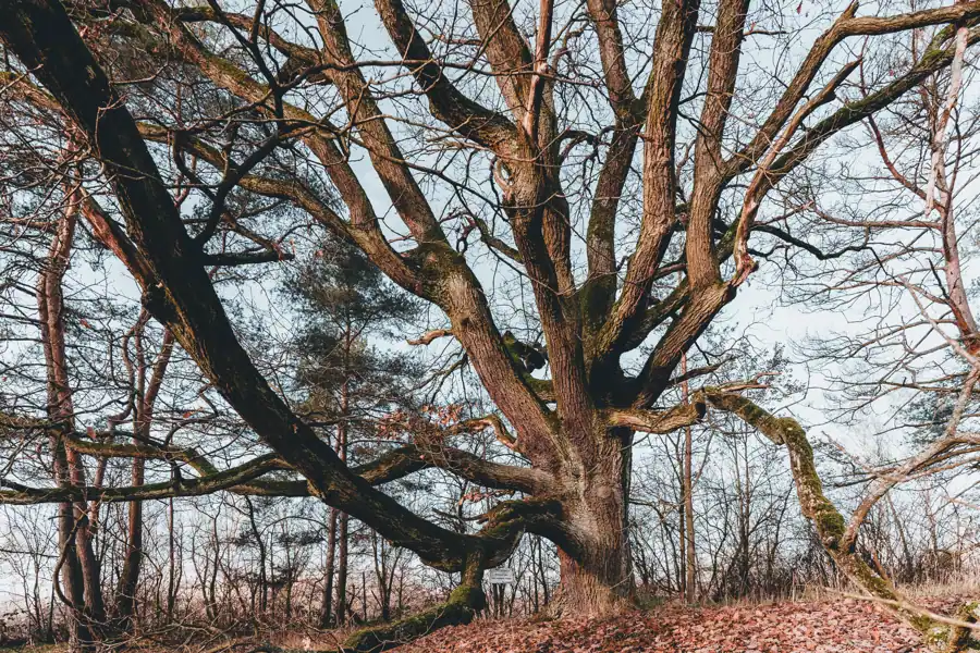 Branching diagram showing five directions a psychology degree can lead